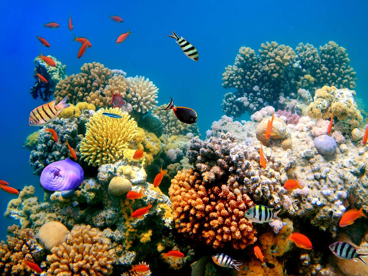 Sonnencreme ohne Octocrylene schont Korallenriffe