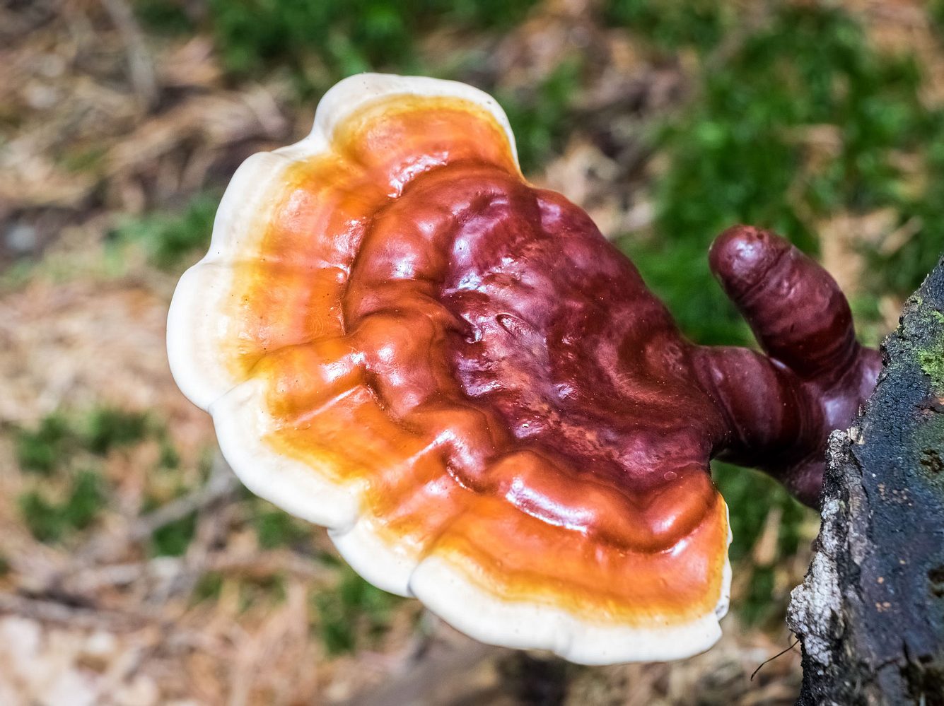 Reishi: So gesund ist der chinesische Heilpilz Reishi: So gesund ist der chinesische Heilpilz
