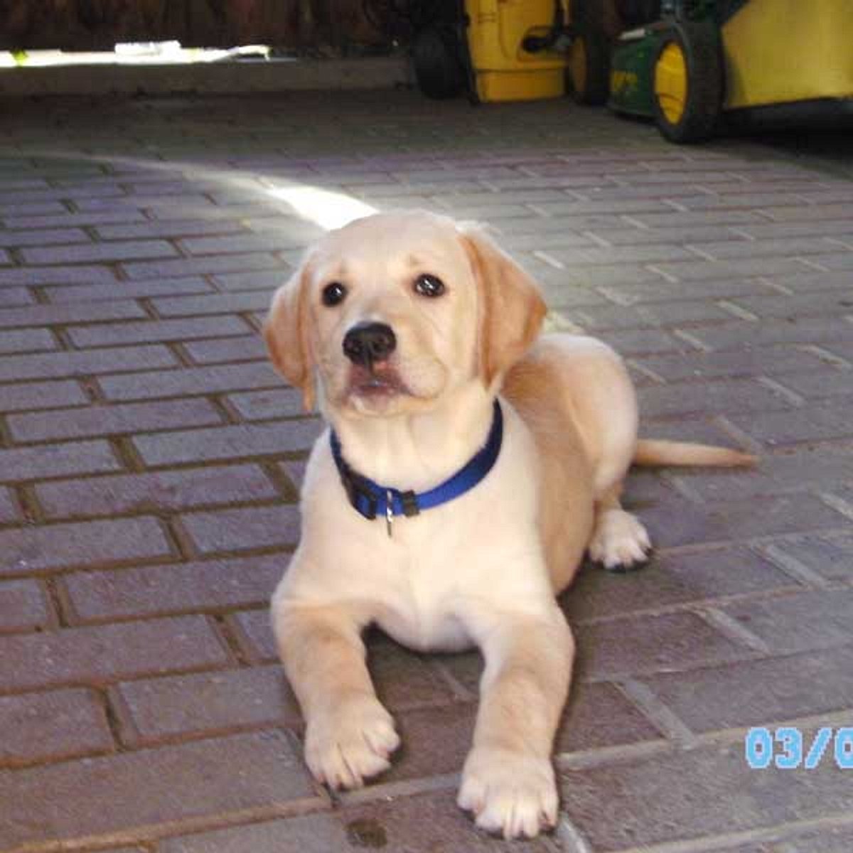 ricco labrador golden retriever mix