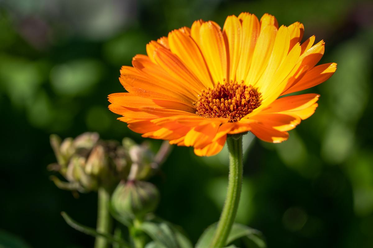 Die gelbe Ringelblume eignet sich hervorragend als essbarer Safran-Ersatz.