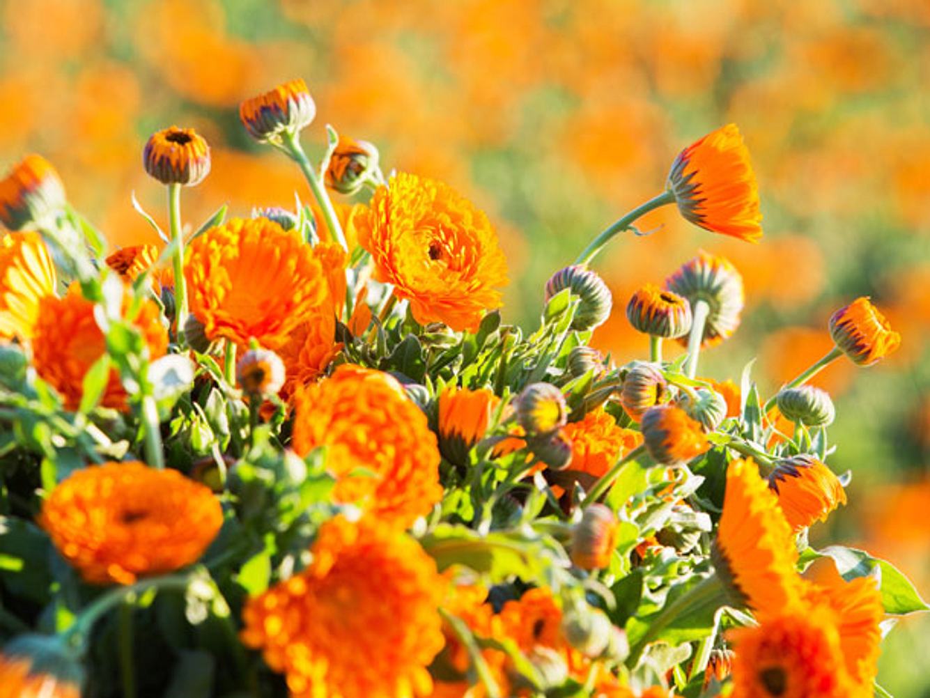 Die sonnig leuchtende Ringelblume ist in vielen Heilsalben enthalten. Die sonnig leuchtende Ringelblume ist in vielen Heilsalben enthalten.