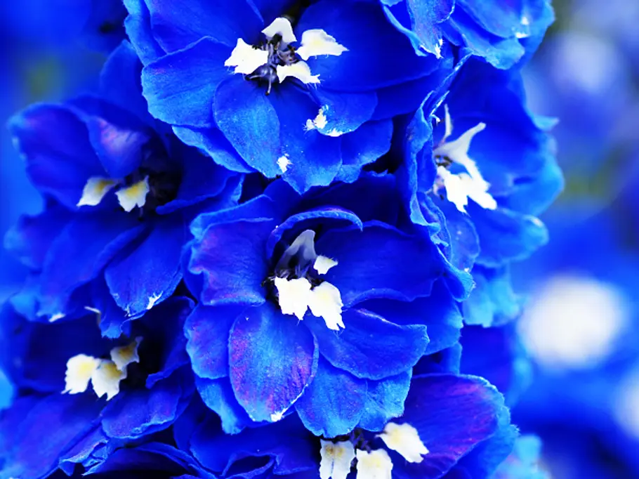 Rittersporne: Die Juli-Blume Rittersporne: Die Juli-Blume