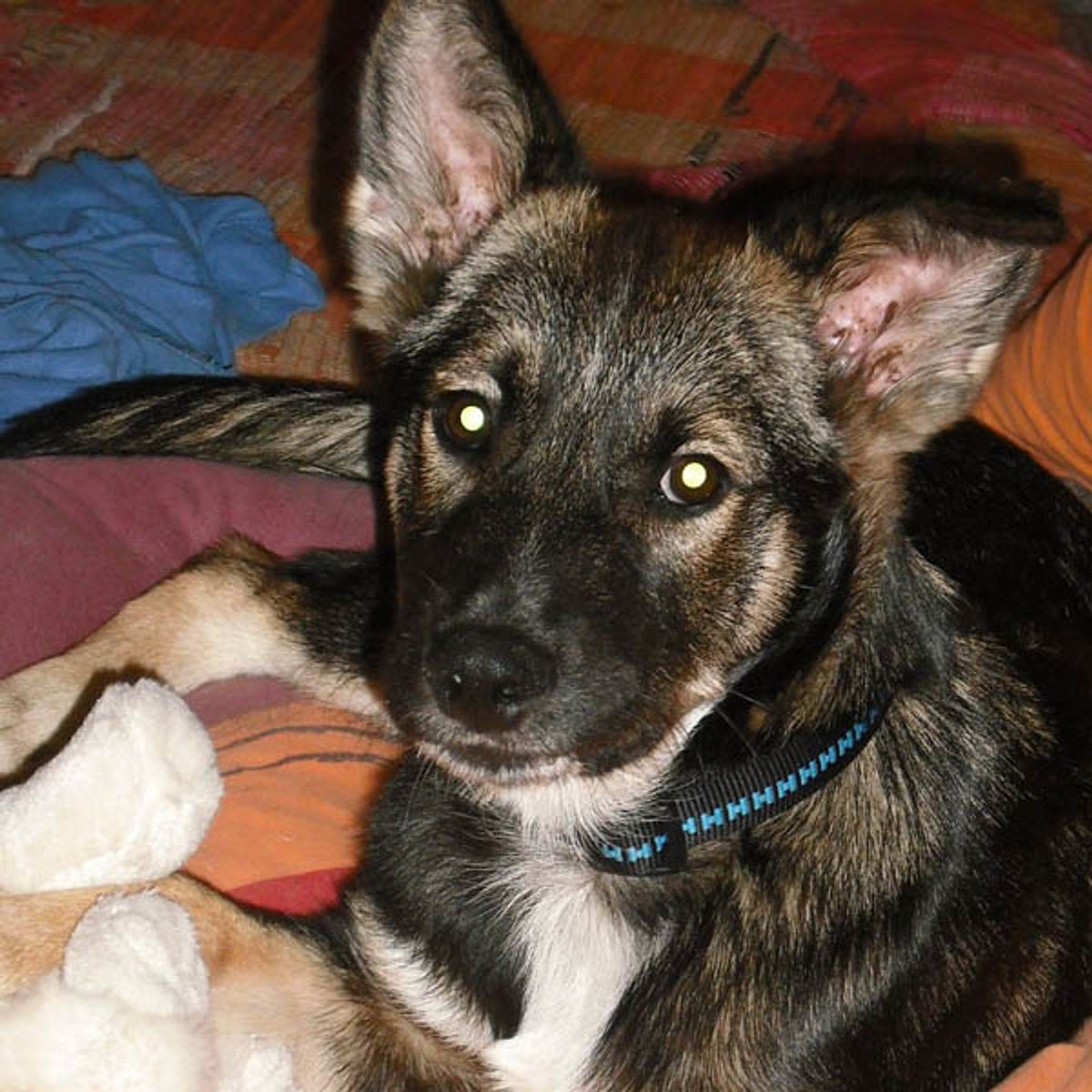 rokko husky schaeferhund mix