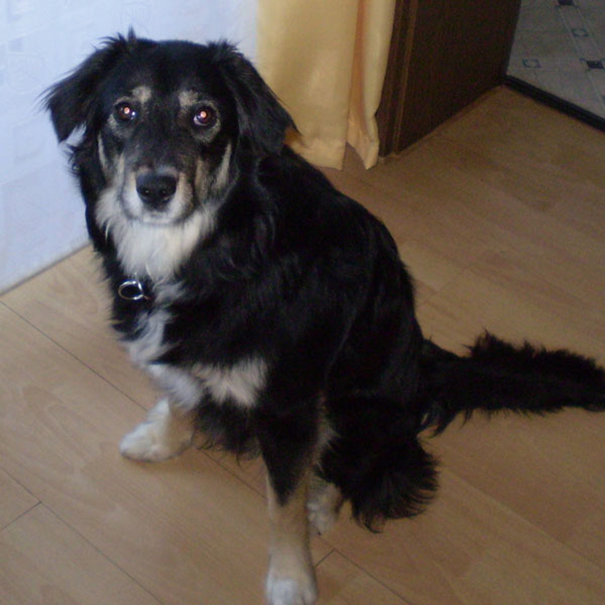 ronja border collie australian shepherd mix