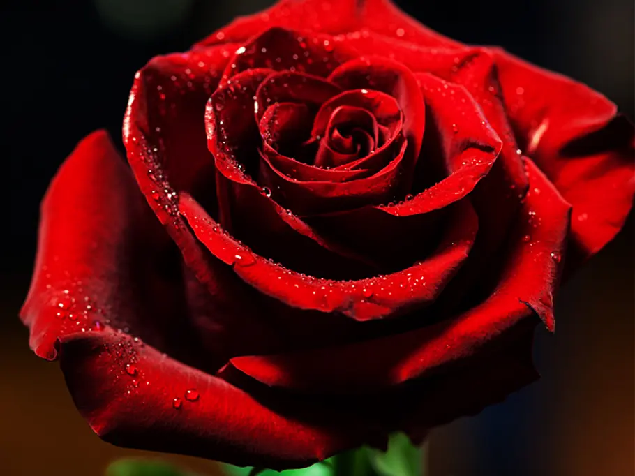 Rose: Die Juni-Blume Rose: Die Juni-Blume