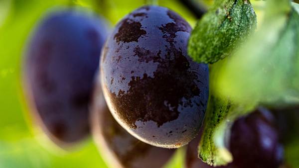 Pflaumen an einem Baum (Themenbild) - Foto: deraugenzeuge/iStock