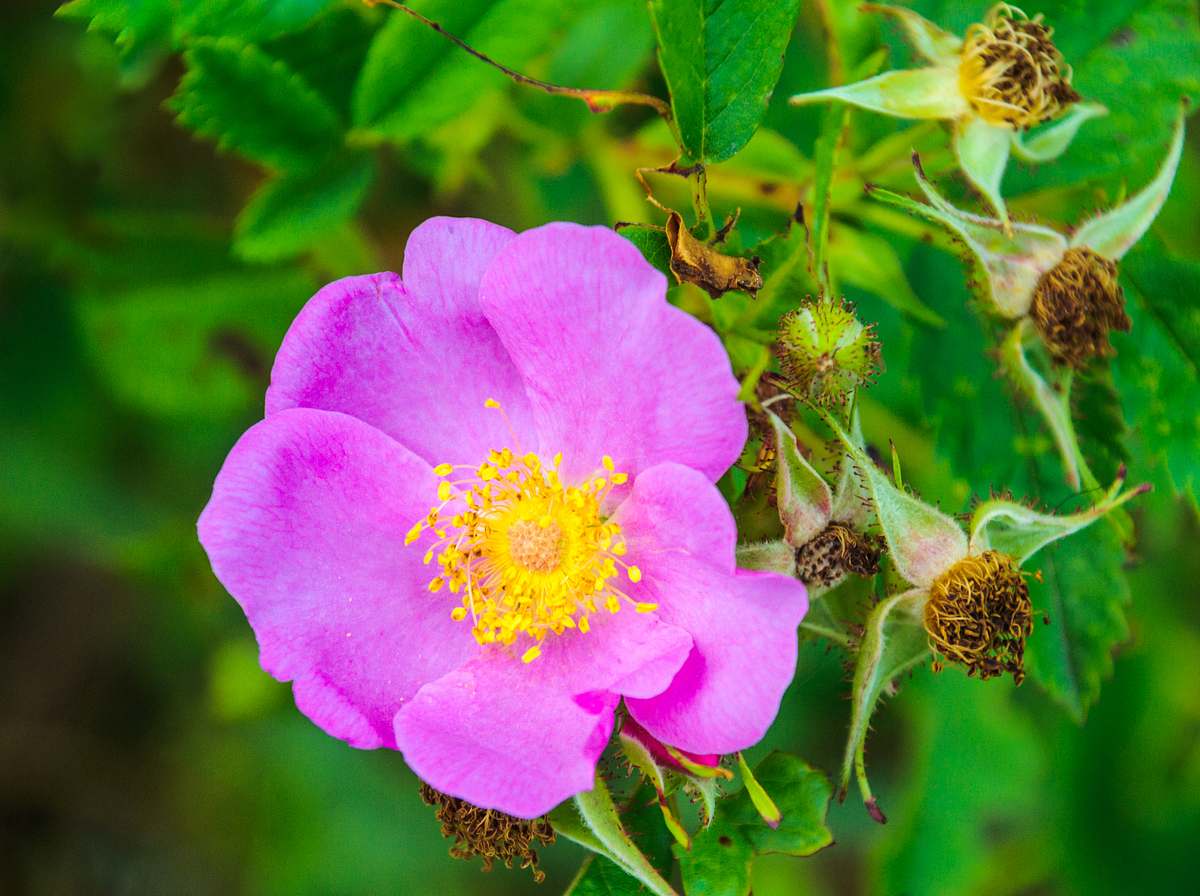 Kultur- und Wildrosen haben essbare Blüten.