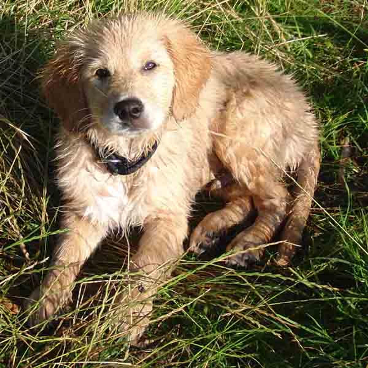 rufus golden retriever nova scotia duck tolling retriever mix