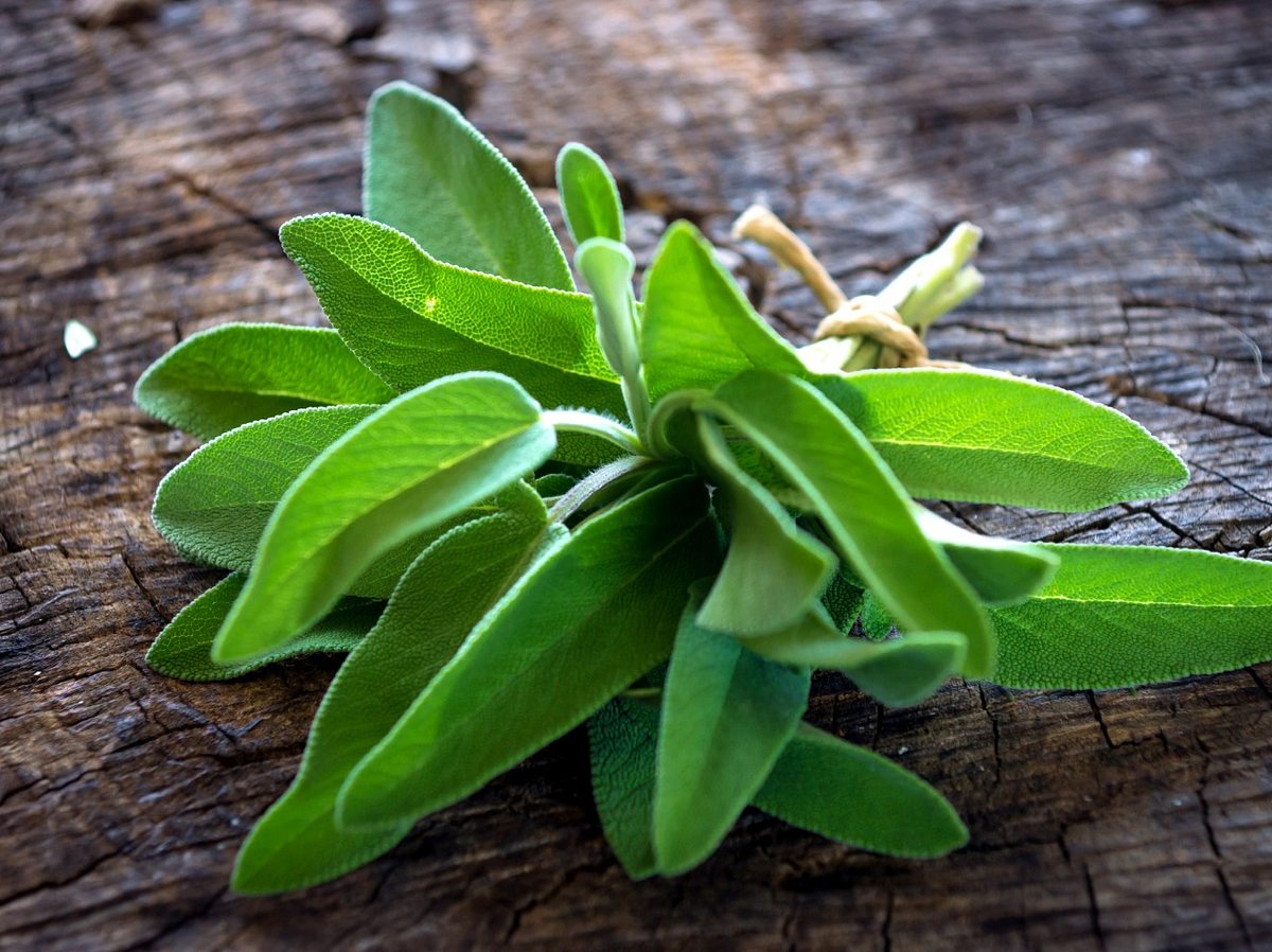 Salbei-Wirkung: Die Heilpflanze Salvia officinalis findet vielerlei Verwendung