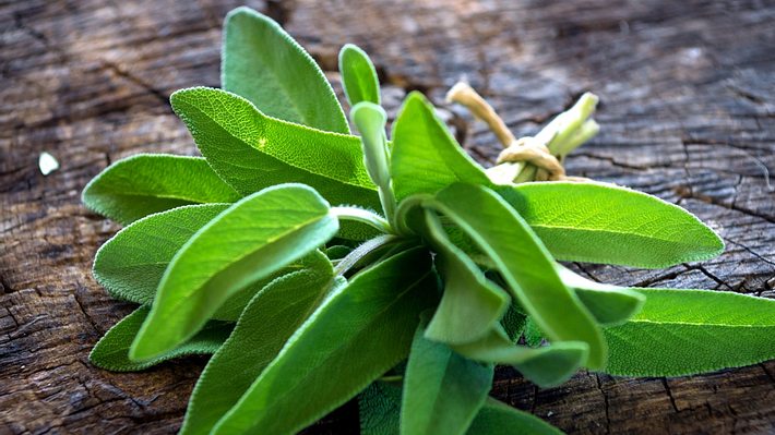 Salbei-Wirkung: Die Heilpflanze Salvia officinalis findet vielerlei Verwendung - Foto: zeleno/iStock