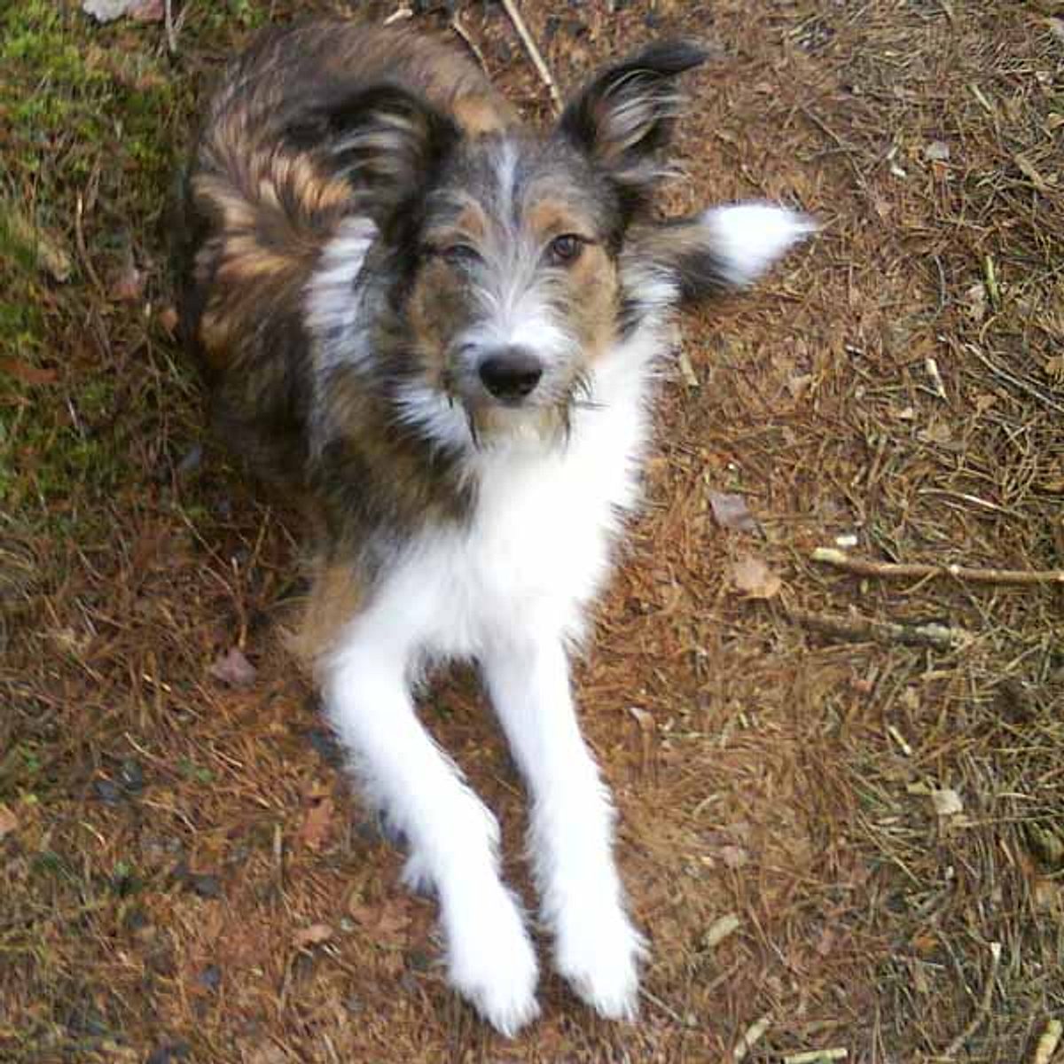 sam border collie sheltie mix