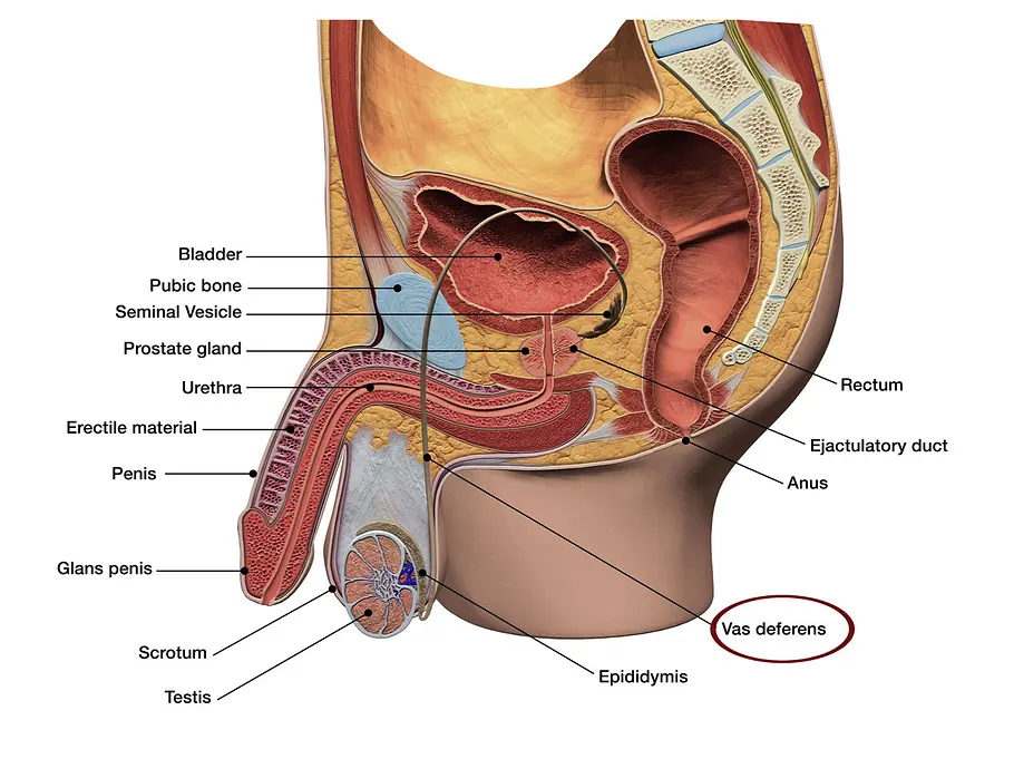 Anatomische Abbildung der männlichen Genitalien.