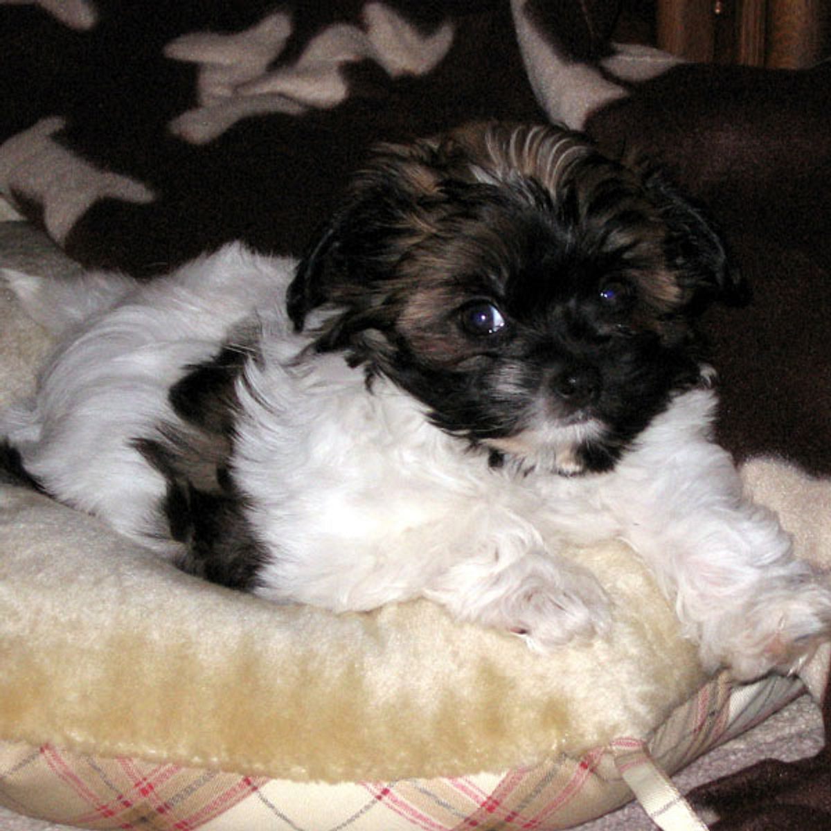 samy havaneser malteser shi tzu mix