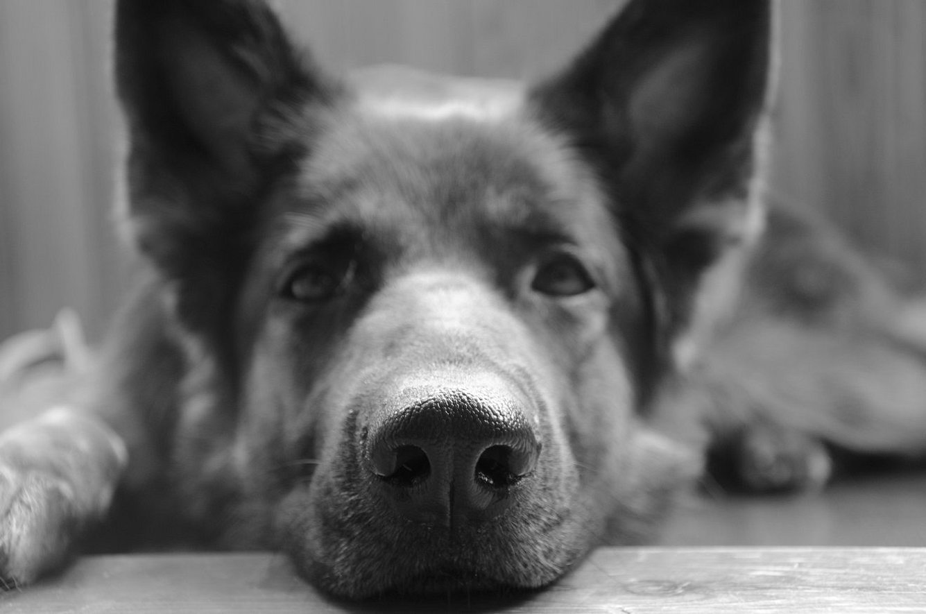 Schäferhund wachte elf Jahre ab Grab seines Herrchens - nun ist er dort gestorben Schäferhund wachte elf Jahre ab Grab seines Herrchens - nun ist er dort gestorben