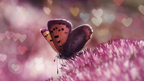 Schmetterlinge im Bauch: Wieso habe ich immer so ein Kribbeln? - Foto: La_Corivo/iStock
