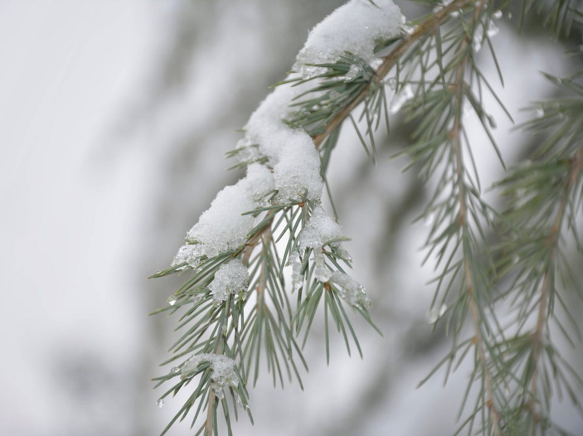 Schnee an Weihnachten? Das sagen die Wetter-Experten!