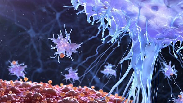 Immunzellen im Einsatz gegen Erreger - Foto: enot-poloskun/iStock