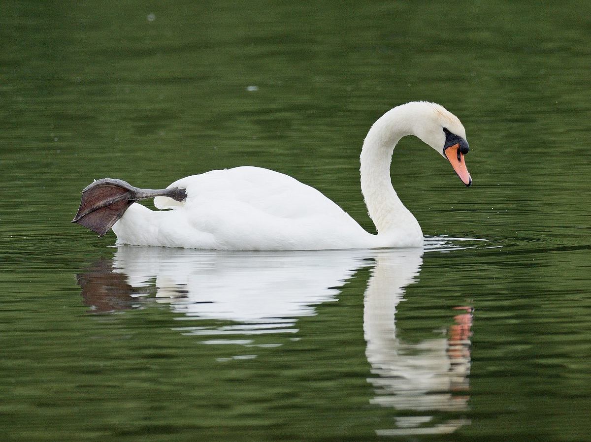 Köln: Schwan brutal ermordet - Kripo ermittelt!