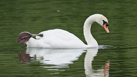 Köln: Schwan brutal ermordet - Kripo ermittelt! - Foto: iStock/Dr John A Horsfall/Symbolbild