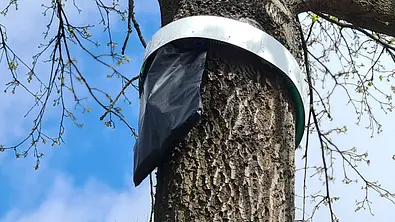 Schwarzer Beutel hängt an Baum. - Foto: IMAGO / blickwinkel