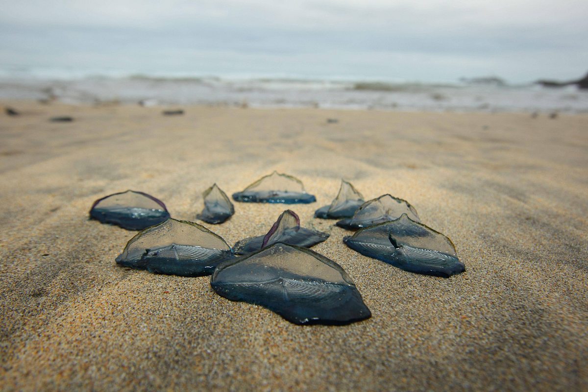 Quallen-Invasion auf Mallorca: Dieser Strand ist betroffen!