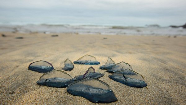 Quallen-Invasion auf Mallorca: Dieser Strand ist betroffen! - Foto: IMAGO / imagebroker (Themenbild)