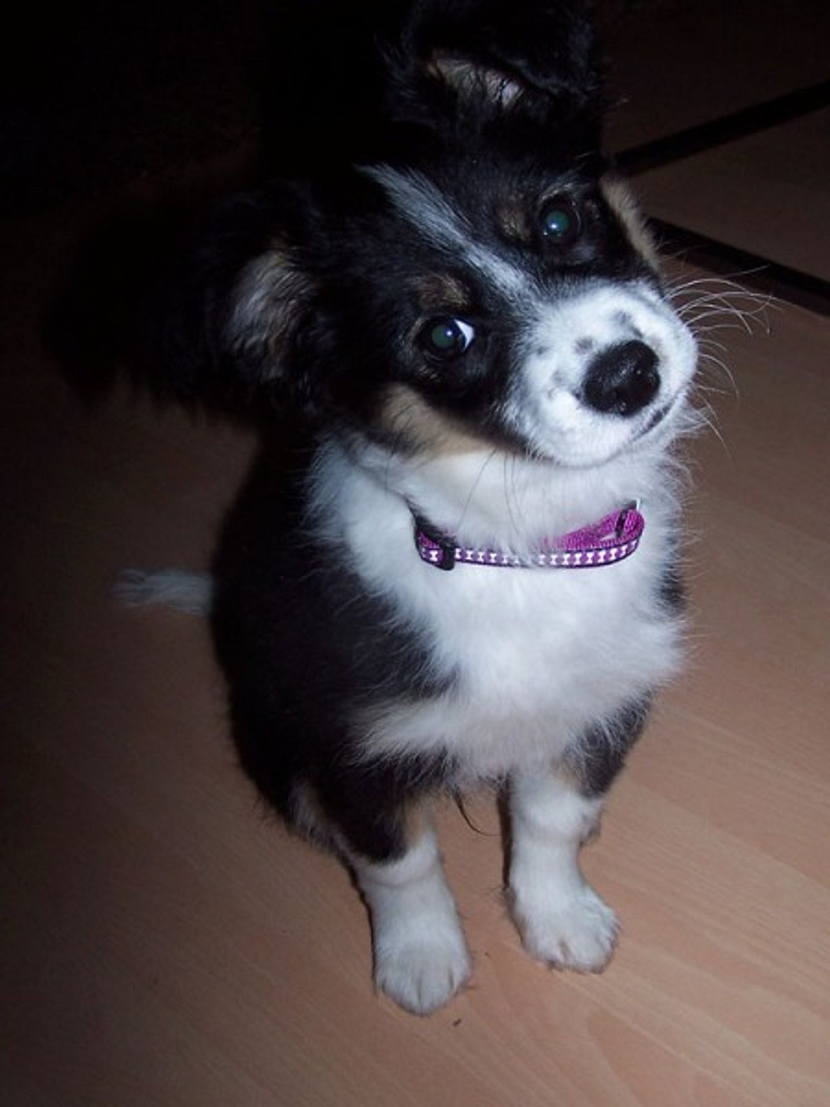 shira asutralian shepherd border collie mix