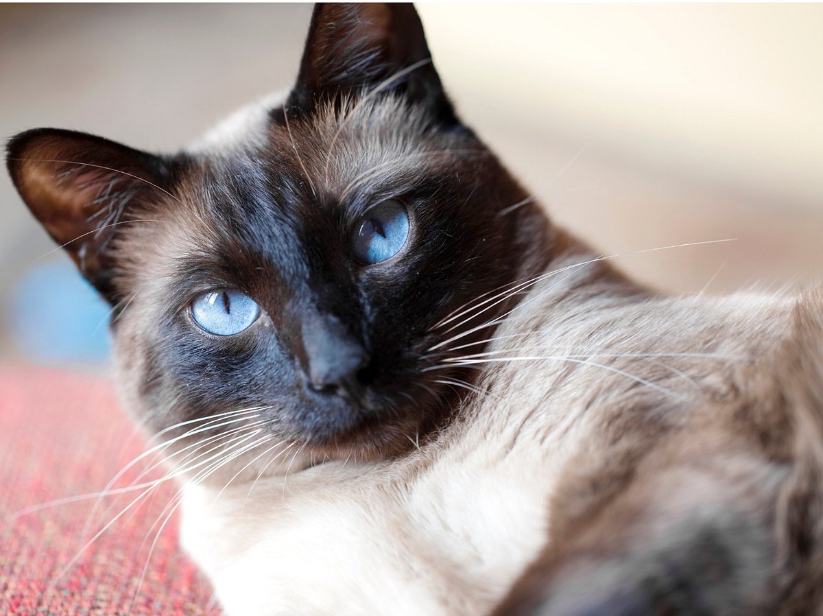 Der starke Charakter der Siamkatze passt zum Sternzeichen Löwe.