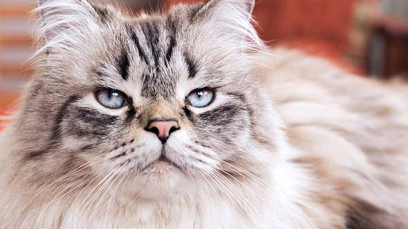7 gruselige Anzeichen dafür, dass deine Katze dich hasst - Foto: iStock/Berezko