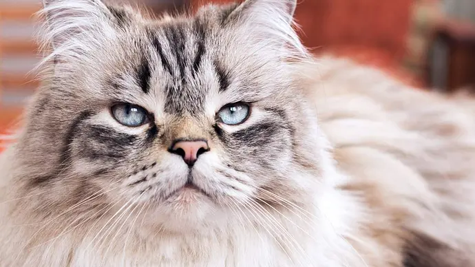7 gruselige Anzeichen dafür, dass deine Katze dich hasst - Foto: iStock/Berezko