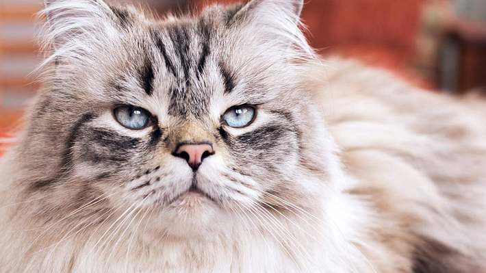 7 gruselige Anzeichen dafür, dass deine Katze dich hasst - Foto: iStock/Berezko