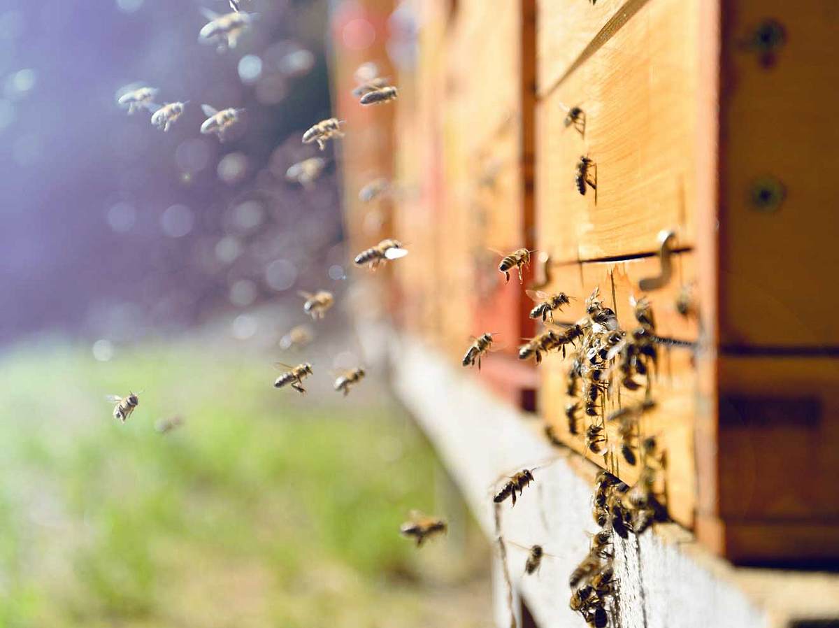 Sinnvolle Geschenke: Verschenke doch eine Bienenfamilie!