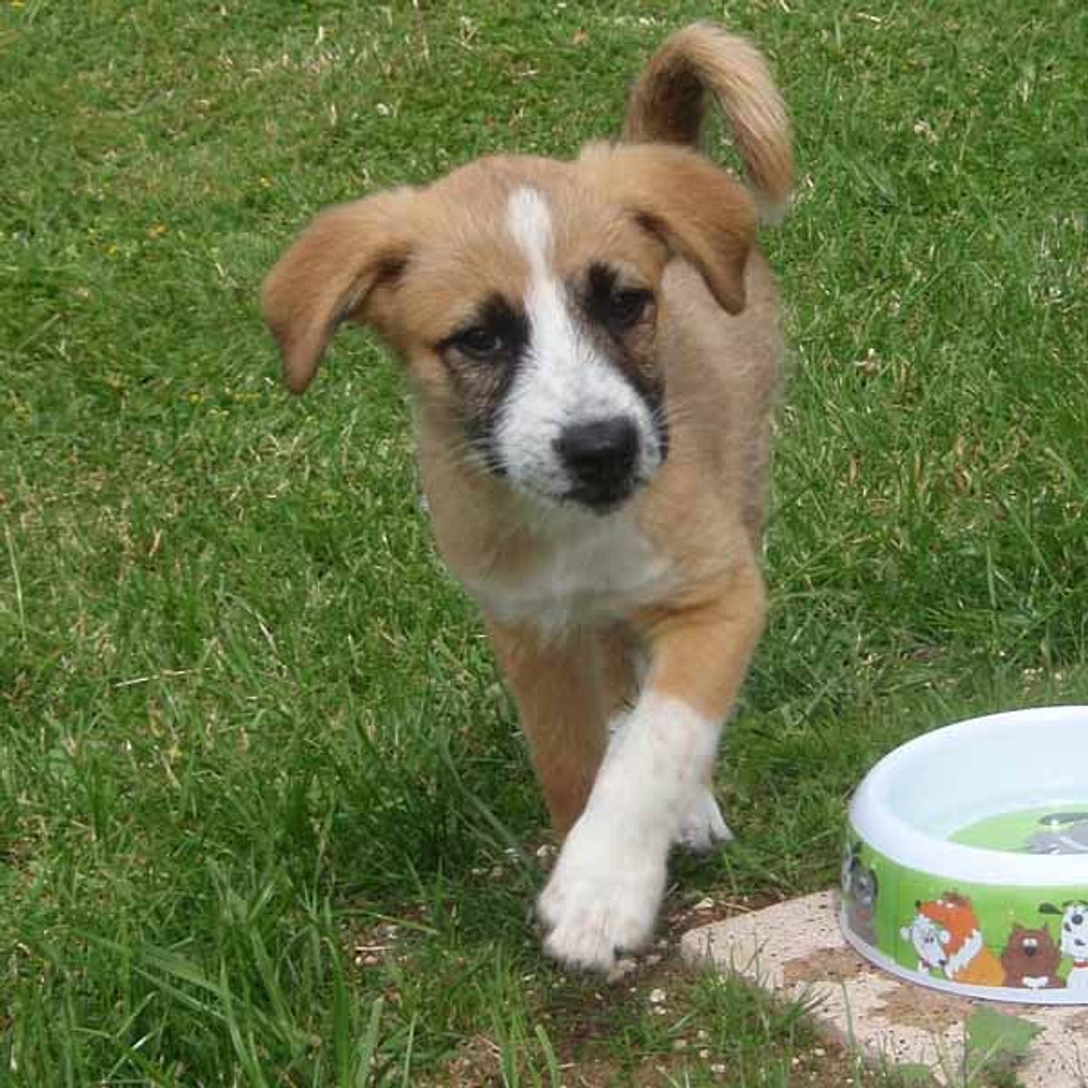 sky jack russel terrier labrador mix