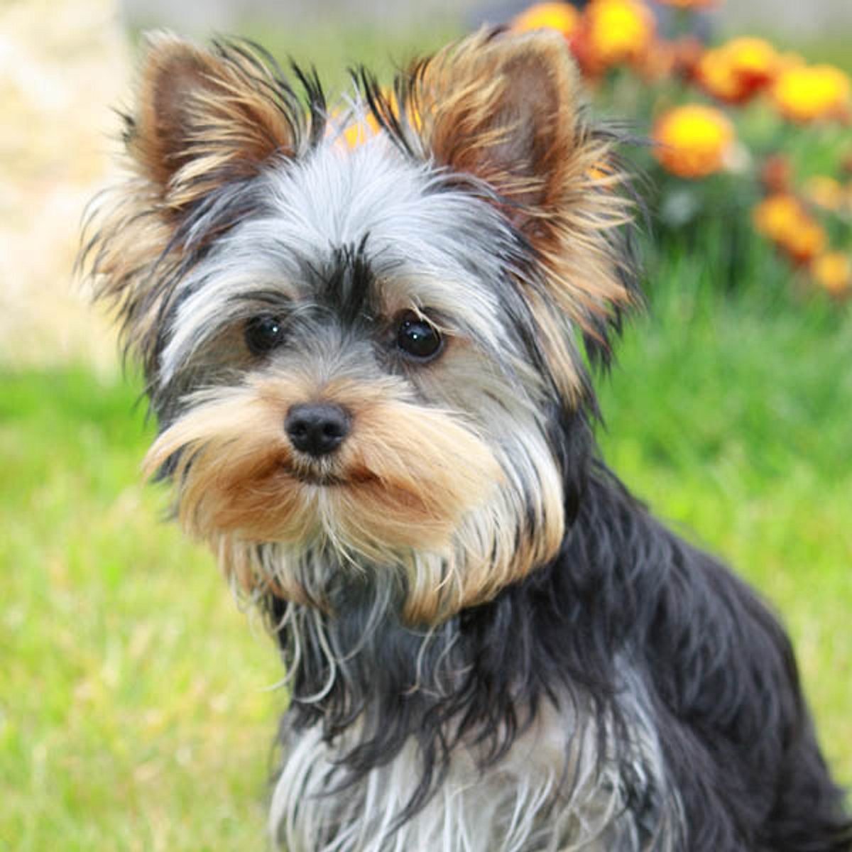 snoopy yorkshire terrier