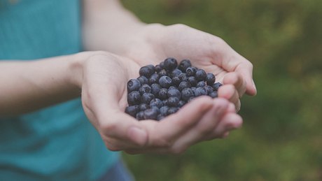 Wirkung von Blaubeeren: So helfen sie Darm & Co. - Foto: iStock