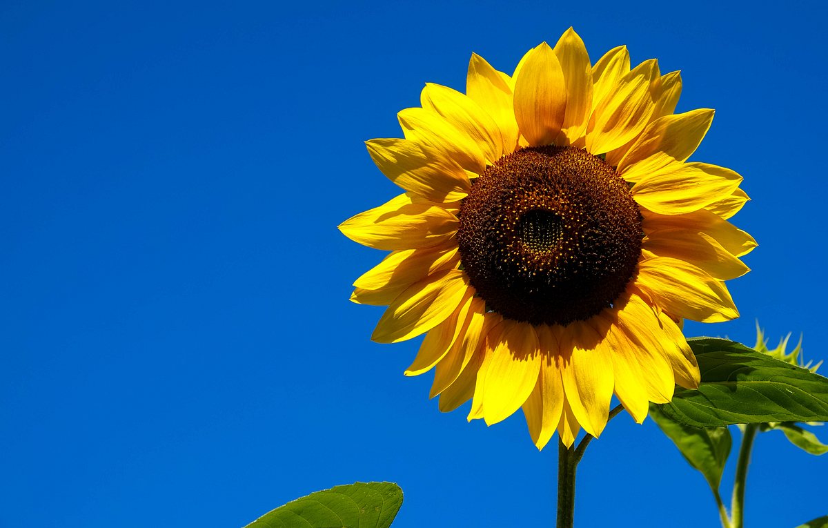 Die essbare Sonnenblumen-Blüte macht sich gut im Salat.