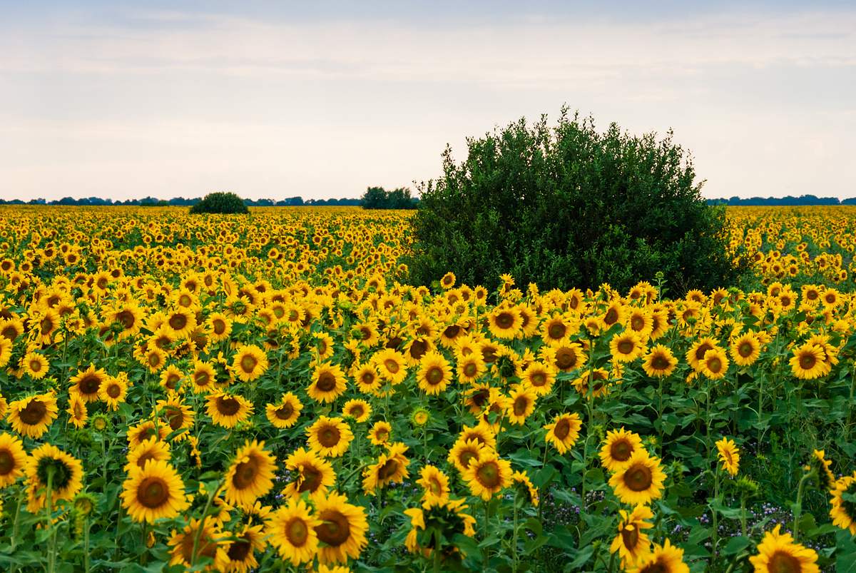 So weit das Auge reicht: Russland und die Ukraine sind die größten Produzenten von Sonnenblumenkernen auf der Welt.
