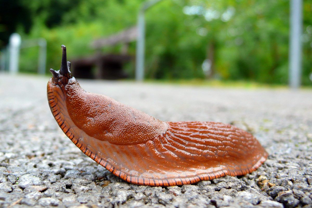 Schnecken-Invasion in Deutschland: Spanische Wegschnecke frisst alles weg!