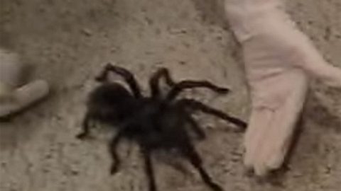 spinne geraeusche - Foto: Screenshot Youtube / tarantulaguy1976