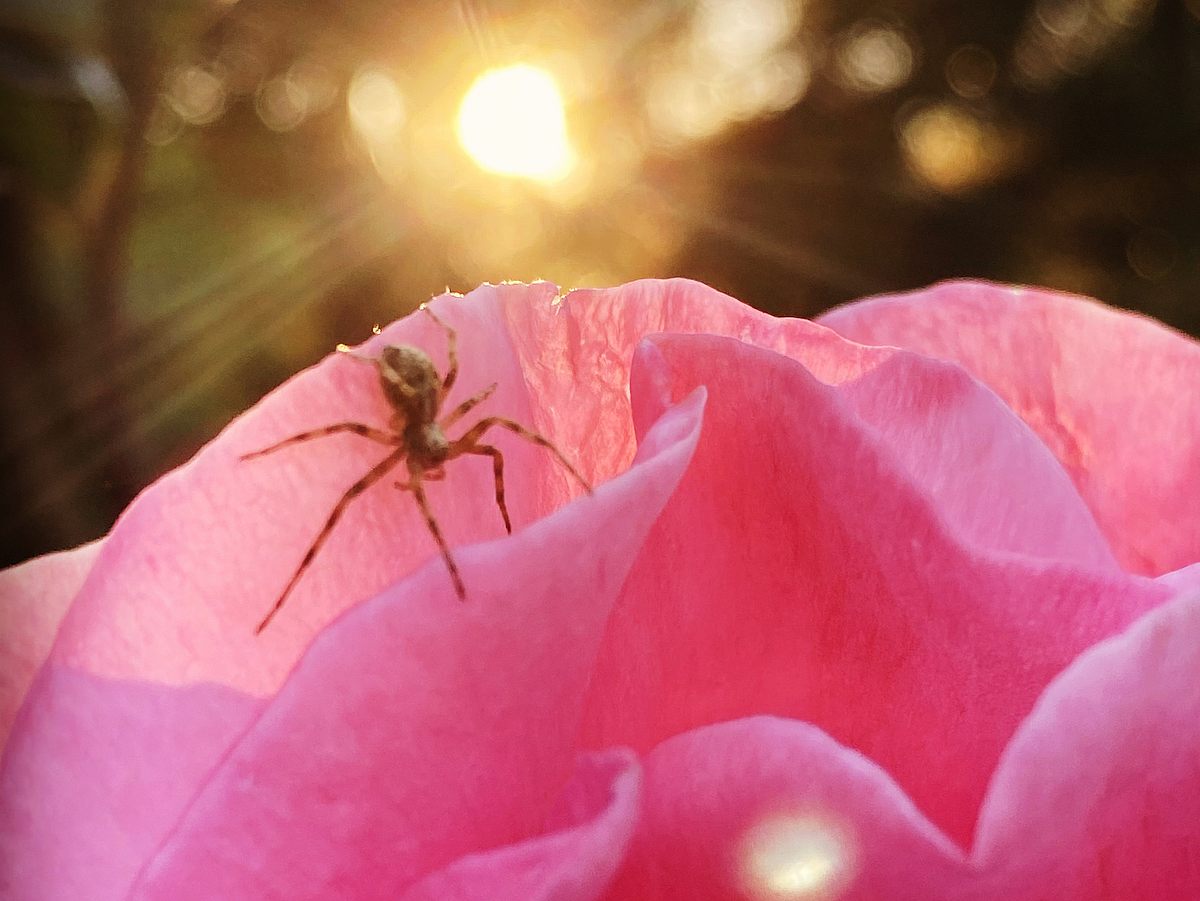 Wachs- und Bleigießen Bedeutung Spinne