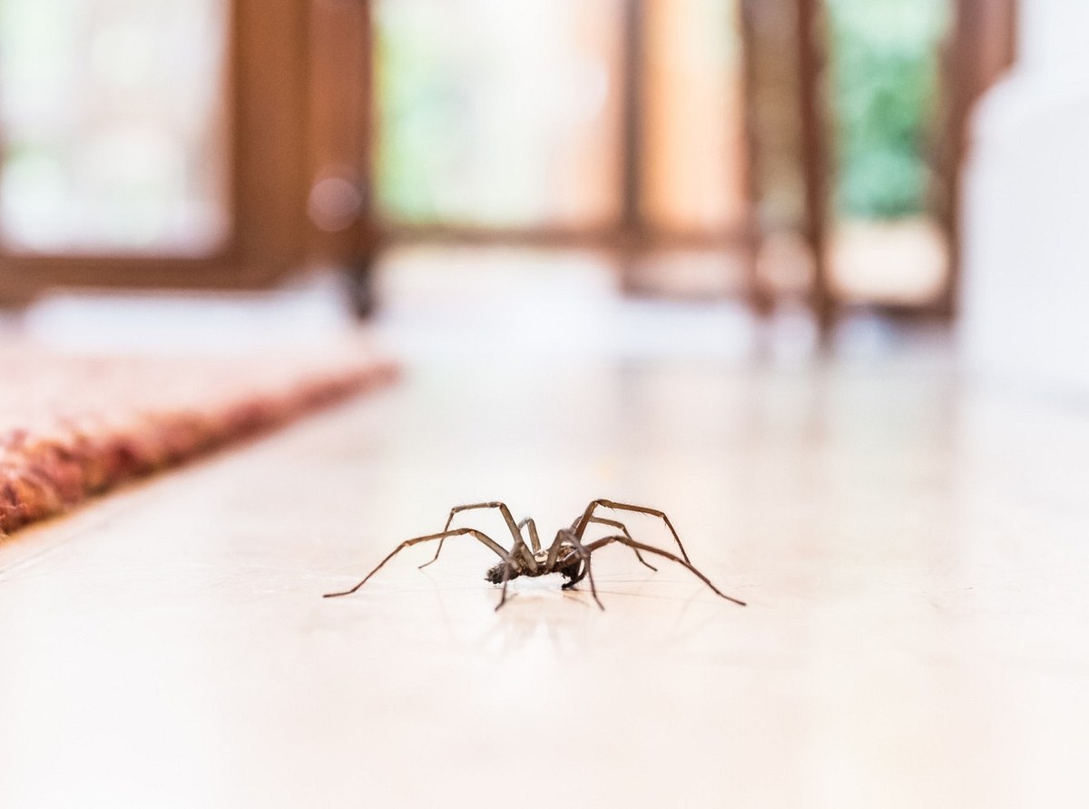 Spinnen in der Wohnung: Zu dieser Uhrzeit krabbeln sie aus ihrem Versteck