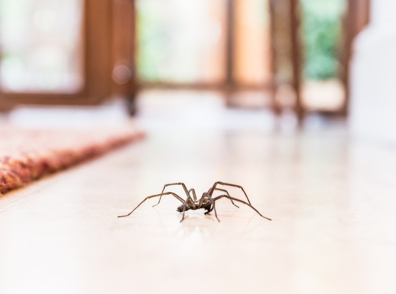 Spinnen in der Wohnung: Zu dieser Uhrzeit krabbeln sie aus ihrem Versteck