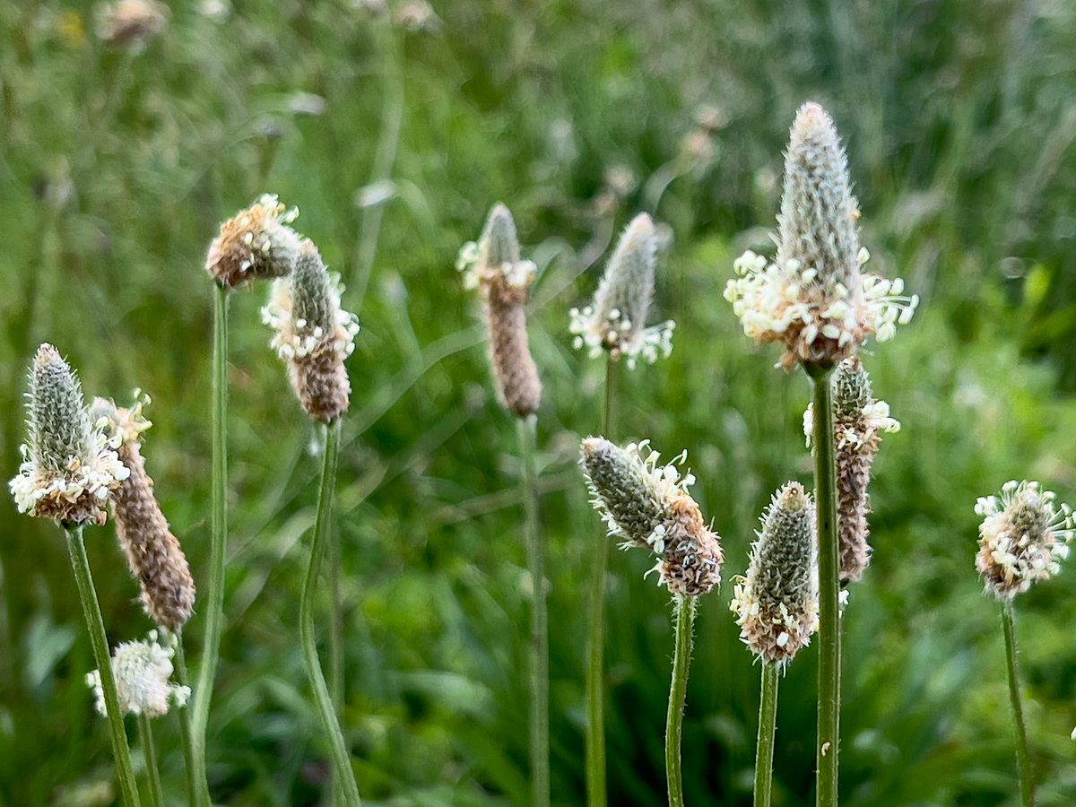 Spitzwegerich-Knospen sind essbar und wachsen auf fast jeder Wiese.