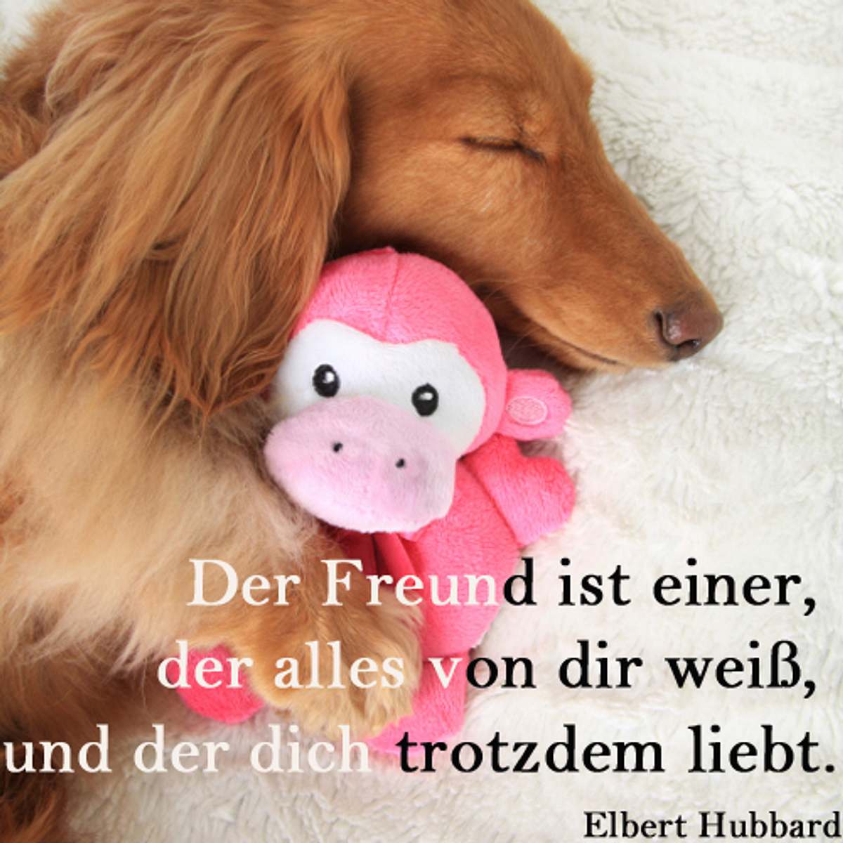 spruch des tages4