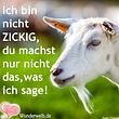 Witzige Sprüche Wunderweib