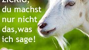 spruch des tages4 - Foto: Fotolia