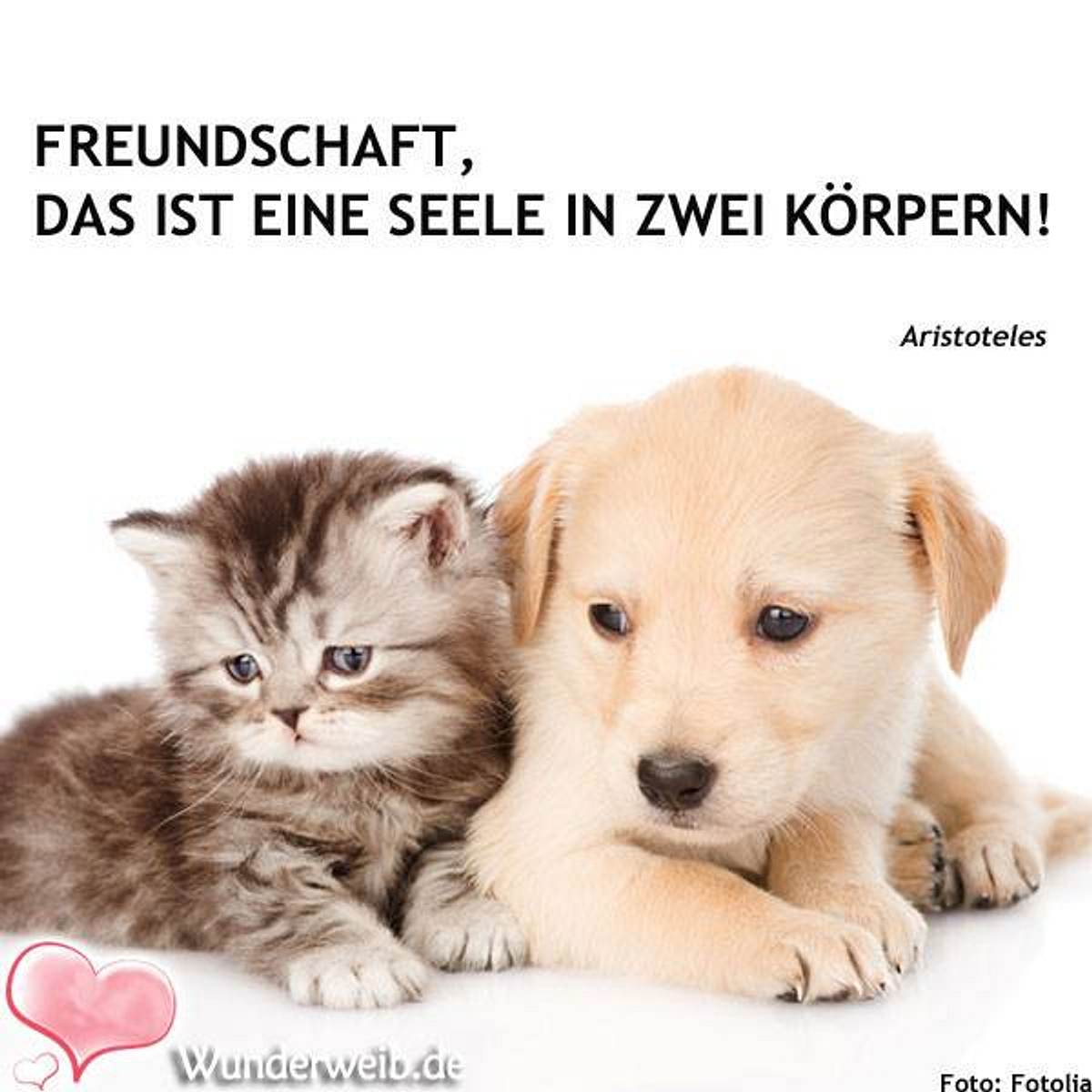 spruch des tages4