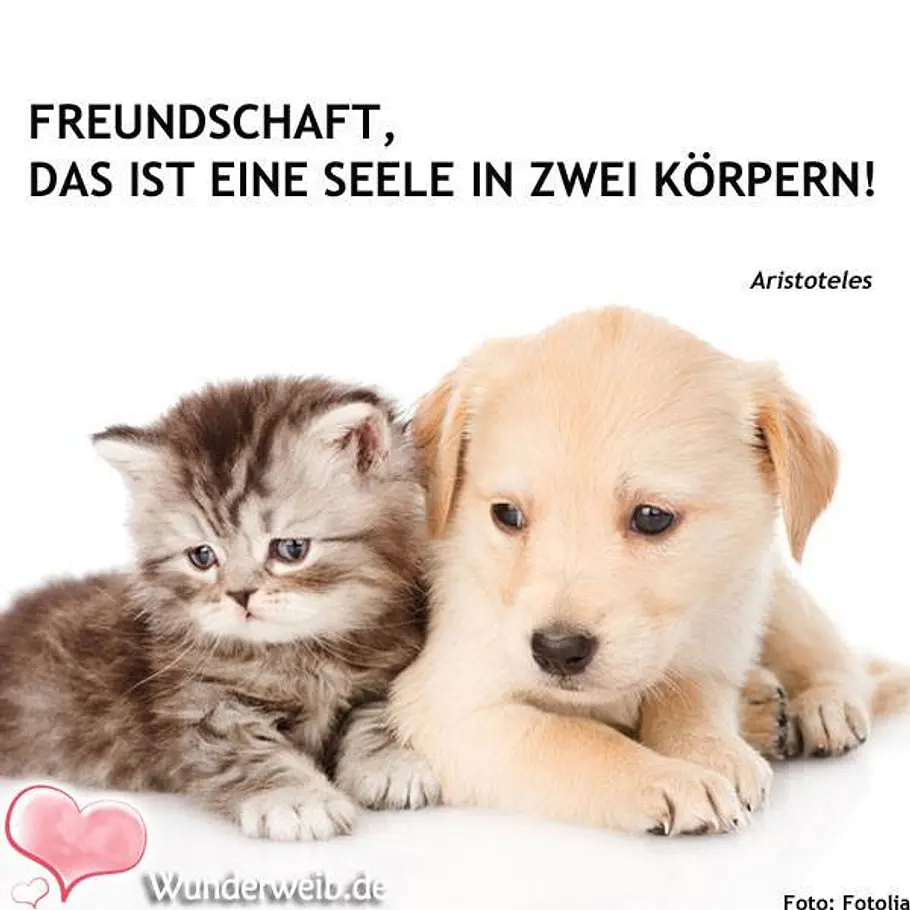 Spruch des Tages - Weisheiten für jede Lebenslage spruch des tages4