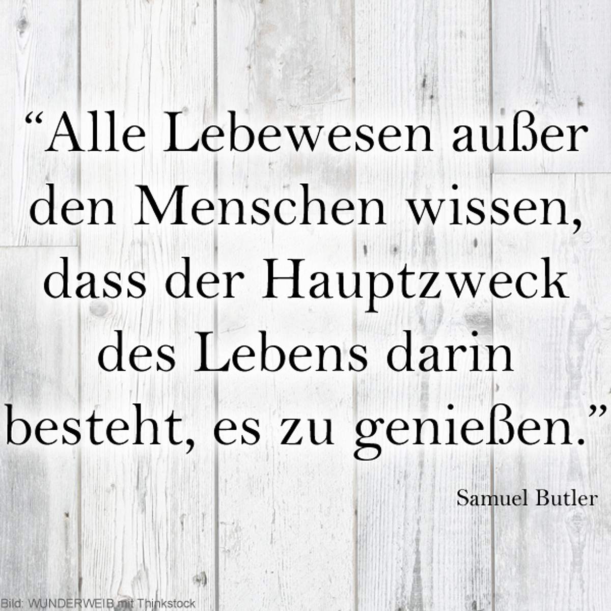 spruch des tages4