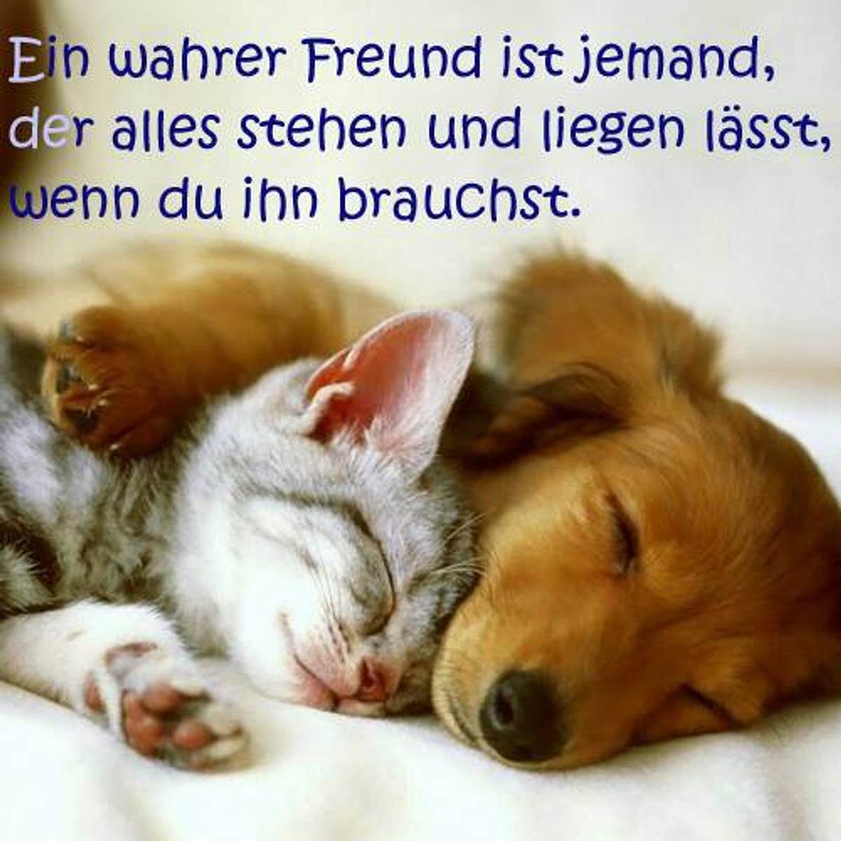 spruch des tages4